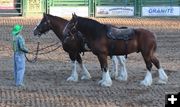 Austin's beautiful Clydesdales. Photo by LibbyMT.com.