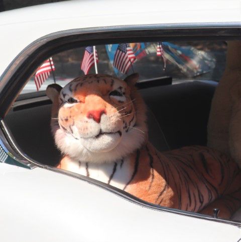 Peeking from the back seat. Photo by LibbyMT.com.