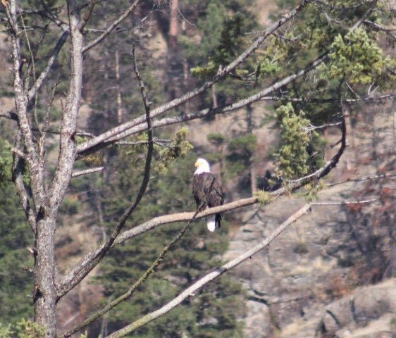 Bald eagle. Photo by LibbyMT.com.