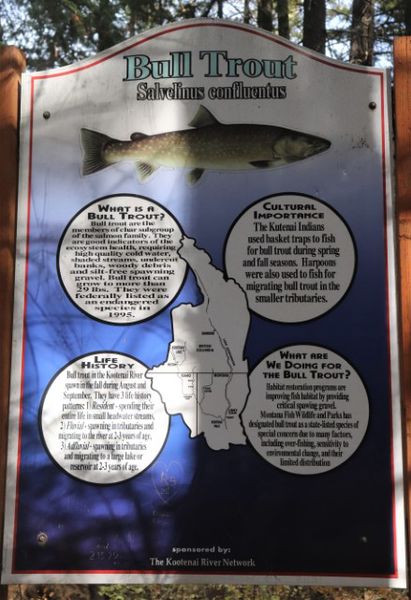 Bull trout info. Photo by LibbyMT.com.