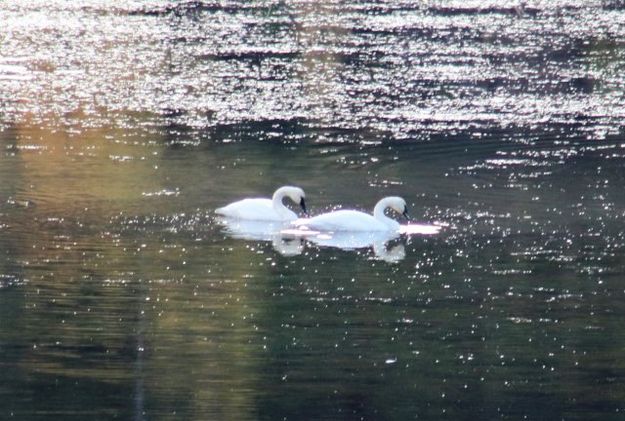 Trumpeter Swans. Photo by LibbyMT.com.