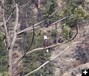 Bald eagle. Photo by LibbyMT.com.