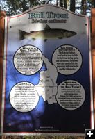 Bull trout info. Photo by LibbyMT.com.