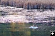 Trumpeter Swans. Photo by LibbyMT.com.