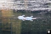 Trumpeter Swans. Photo by LibbyMT.com.