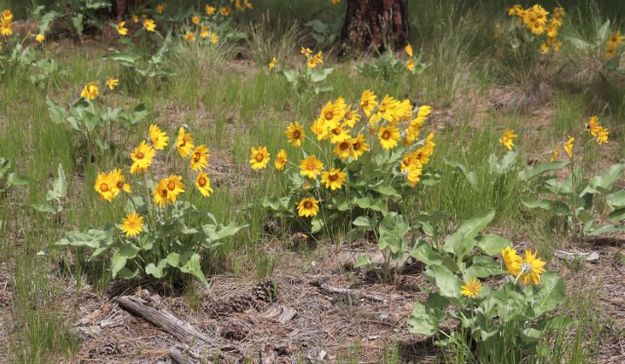 Arrowleaf Balsamroot is blooming. Photo by LibbyMT.com.