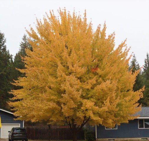 In Libby. Photo by LibbyMT.com.