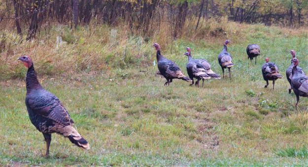 Town residents. Photo by LibbyMT.com.