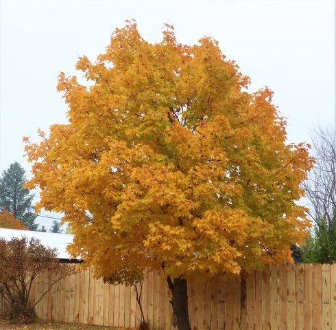 In Libby. Photo by LibbyMT.com.