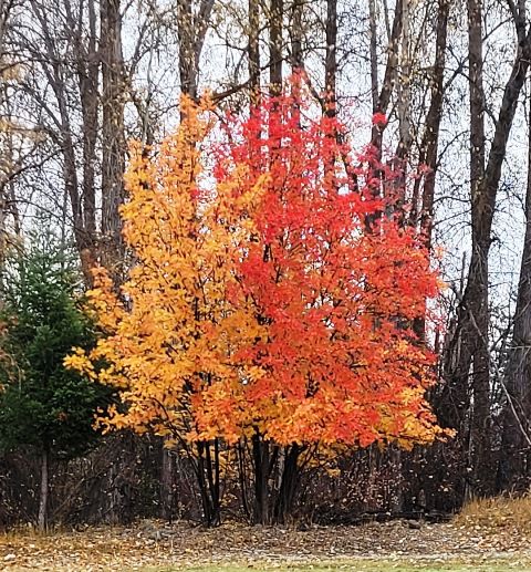 Still colorful. Photo by LibbyMT.com.