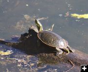 Mill pond turtle. Photo by LibbyMT.com.