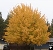 In Libby. Photo by LibbyMT.com.