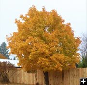 In Libby. Photo by LibbyMT.com.