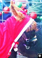 Meadow the donkey. Photo by LibbyMT.com.