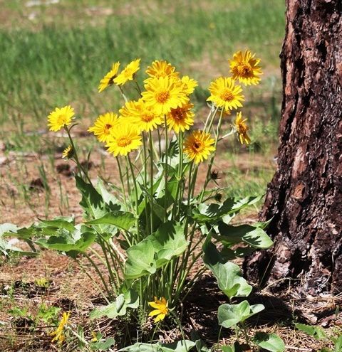 The arrowleaf balsamroot was blooming. Photo by LibbyMT.com.