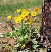 The arrowleaf balsamroot was blooming. Photo by LibbyMT.com.