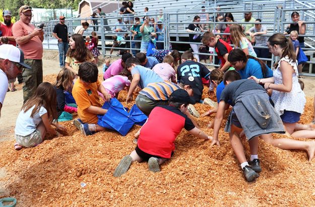 Sawdust Dig. Photo by LibbyMT.com.