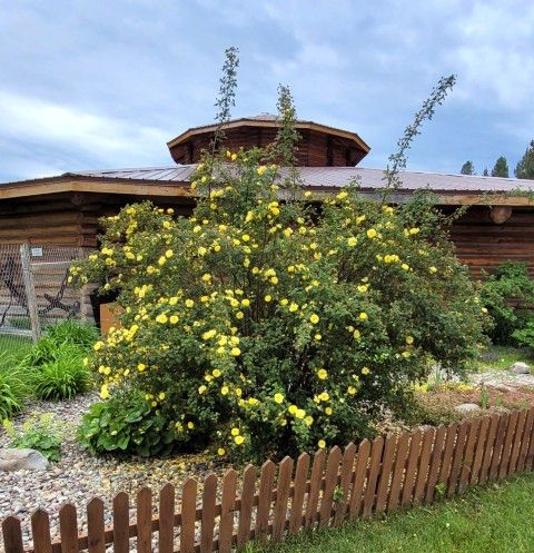 <center>Heritage Museum's</center> <center>yellow rose</center>. Photo by LibbyMT.com.