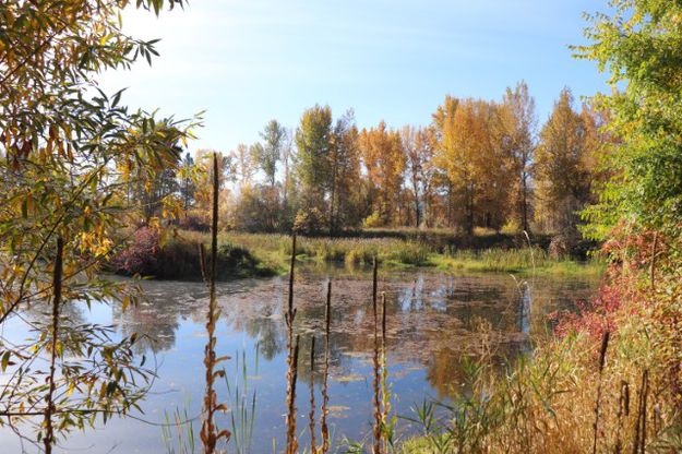 Mill pond. Photo by LibbyMT.com.