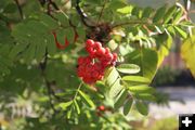 Mountain ash. Photo by LibbyMT.com.