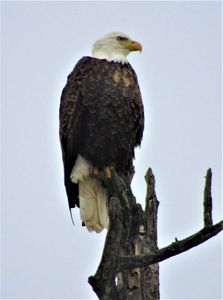 Bald eagle at Libby Elementary School