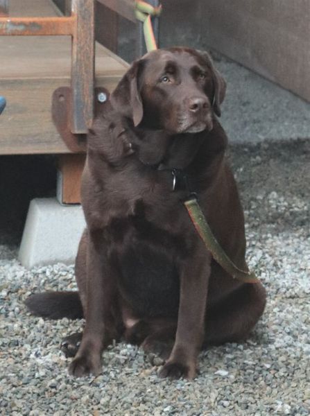 Labs are the best. Photo by LibbyMT.com.